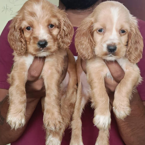 Cocker Spaniel