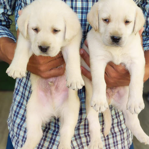 Golden Labrador