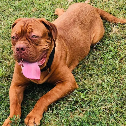 French Mastiff