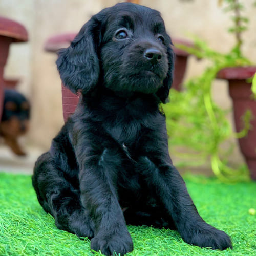 Black Cocker Spaniel