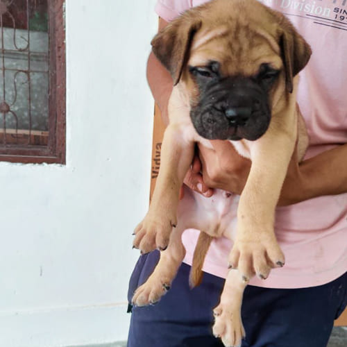 Bull Mastiff