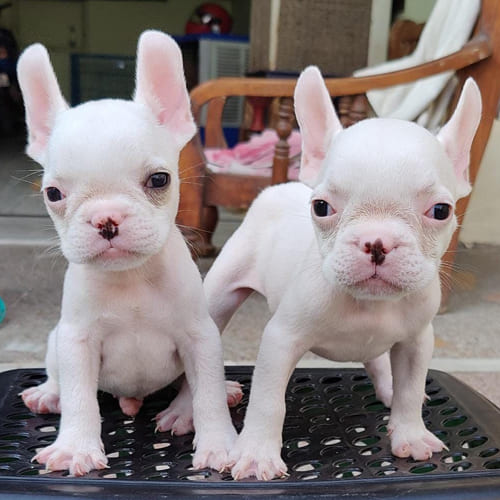 White French Bulldog