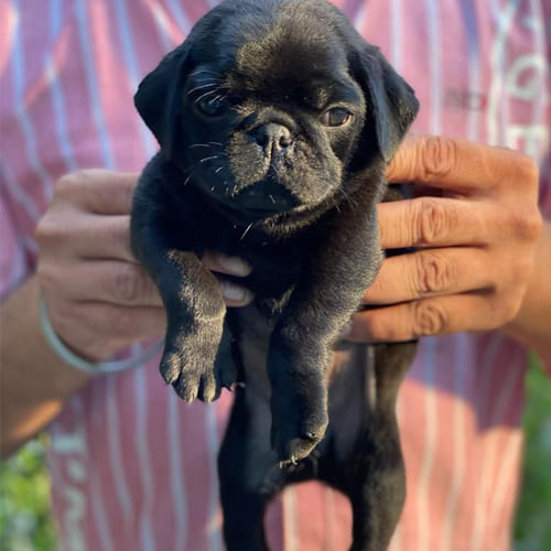 Blackpug