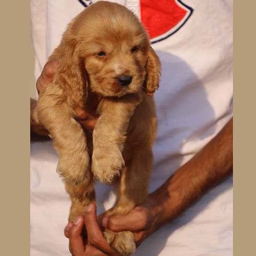 American Cocker Spaniel