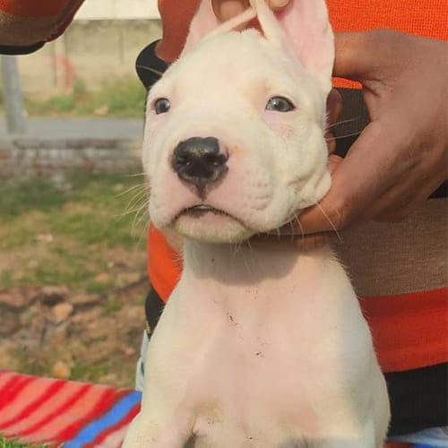 Dogo Argentino