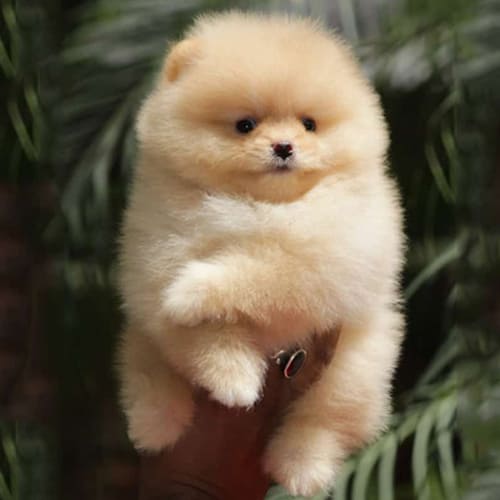 Golden Toy Pom