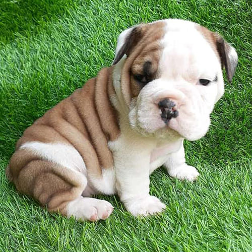 English Bulldog